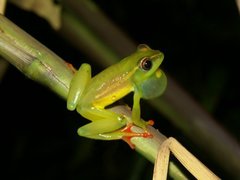 Riggenbach's Reed Frog photo 4