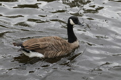 Branta canadensis