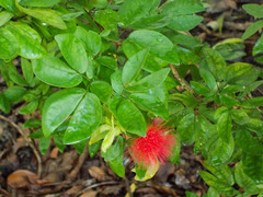 Calliandra tergemina emarginata