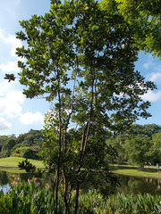 Tristaniopsis obovata