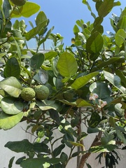 Citrus hystrix