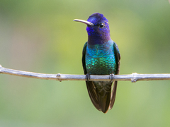 Chrysuronia oenone