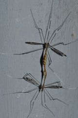 Tipulinae