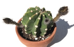 Echinopsis subdenudata
