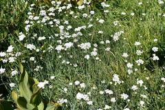 Perideridia parishii latifolia