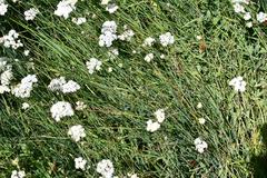 Perideridia parishii latifolia