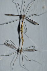Tipulinae