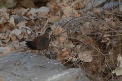 Galloperdix lunulata