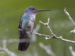 Chrysuronia oenone