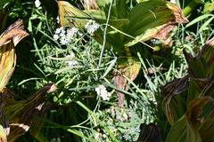 Perideridia parishii latifolia