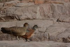 Galloperdix lunulata