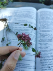 Origanum vulgare