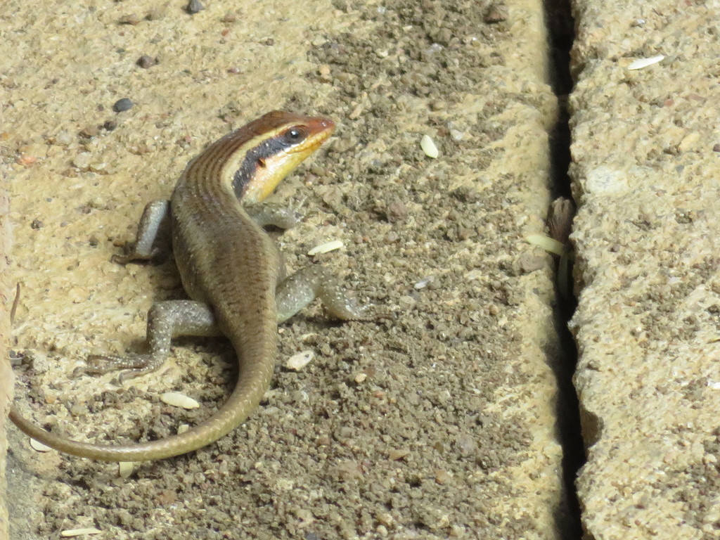 Monard's Skink