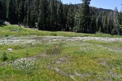 Perideridia parishii latifolia