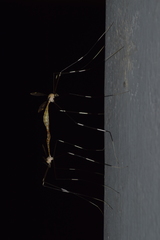 Tipulinae