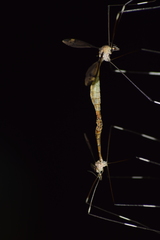 Tipulinae