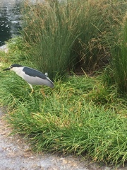 Nycticorax nycticorax