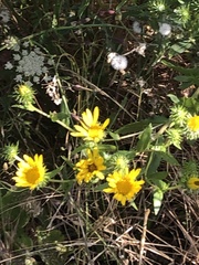 Grindelia