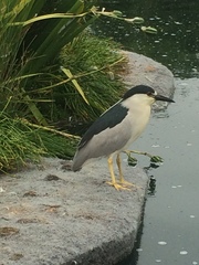 Nycticorax nycticorax