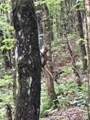 Tamiasciurus hudsonicus