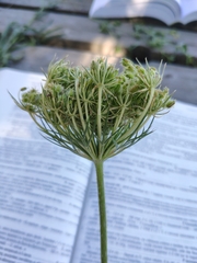 Daucus carota