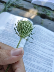 Daucus carota