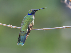 Colibri coruscans