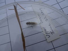 Platycheirus manicatus