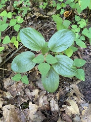 Smilax ecirrhata