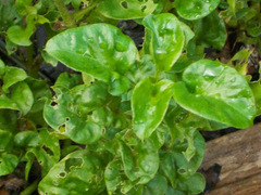 Alternanthera sissoo