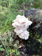 Hericium cirrhatum