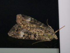 Anaplectoides prasina