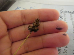 Carex mesochorea