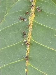 Liometopum microcephalum