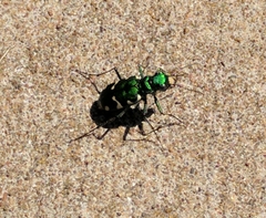 Cicindela patruela