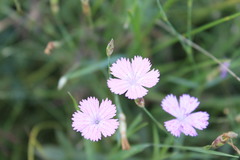 Dianthus campestris