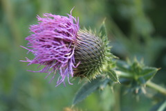 Cirsium ukranicum