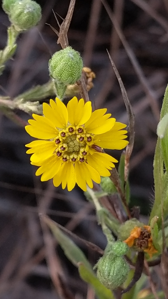 Grassland Tarweed