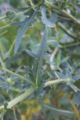 Cirsium ukranicum