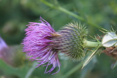 Cirsium ukranicum