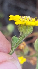 Deinandra increscens