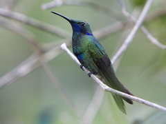 Colibri coruscans