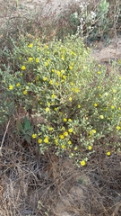 Deinandra increscens