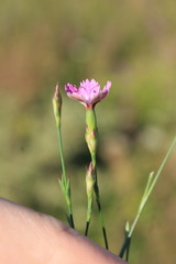 Dianthus campestris