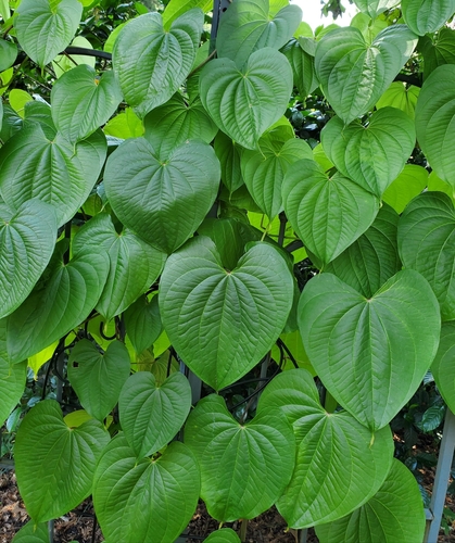 Dioscorea bulbifera