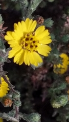 Deinandra increscens