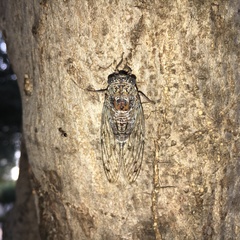 Cicada orni