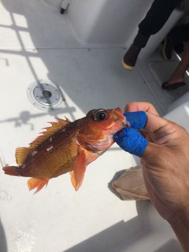 Freckled rockfish (Sebastes lentiginosus) — Sebastidae — 3