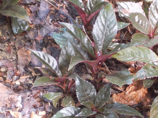 Nautilocalyx lynchii