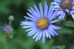 Aster amellus bessarabicus